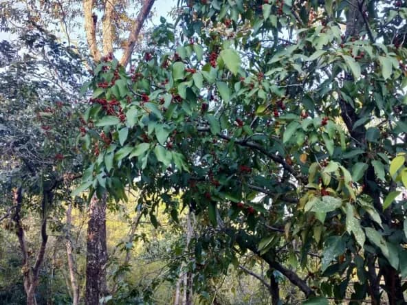 Sandalwood plantation
