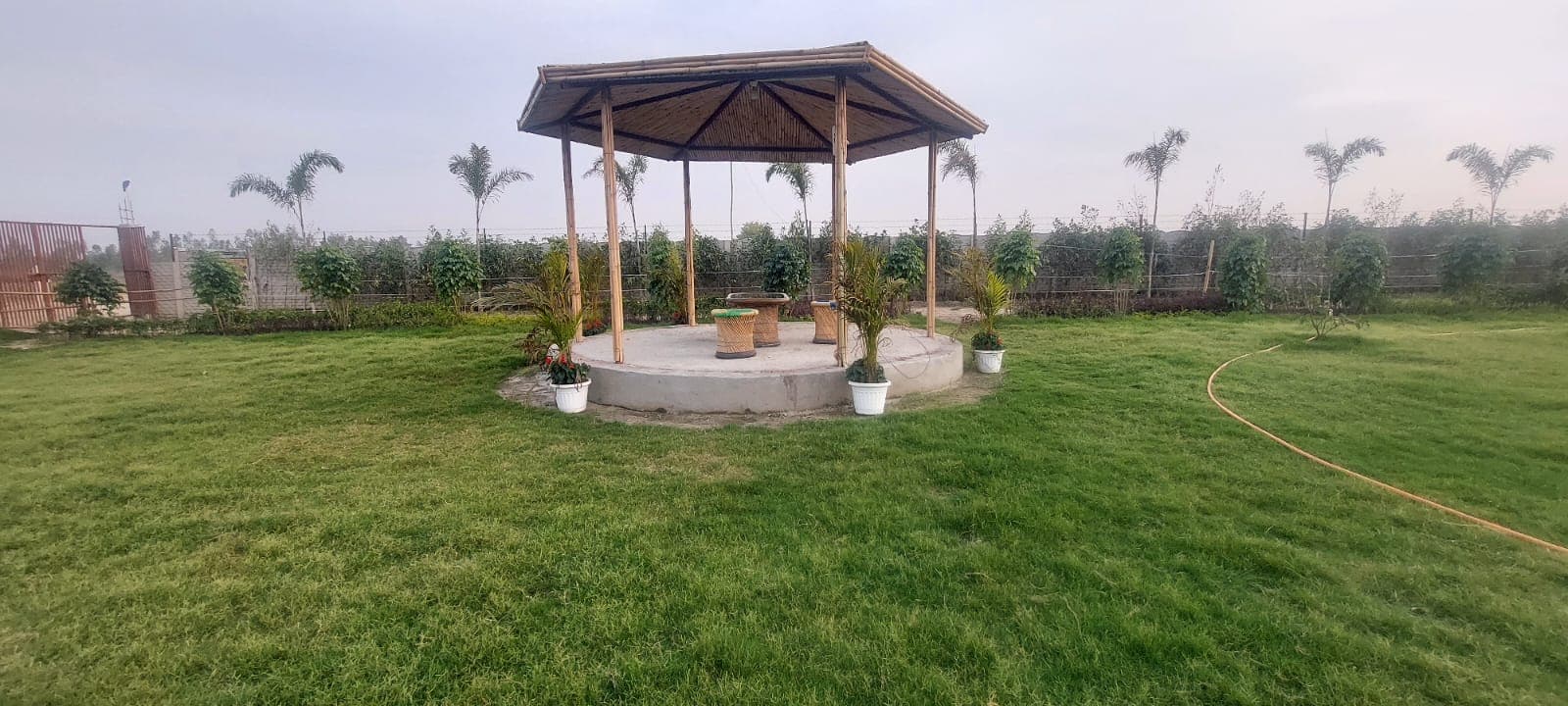 Premium White Sandalwood plantation layout at The Club Farm